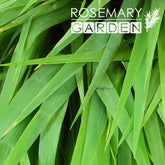 Organic Vetiver essential oil